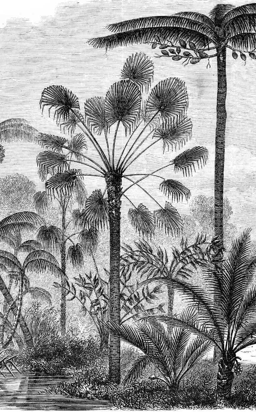 Vintage Palm Trees Engraving Mural Wallpaper (SqM)