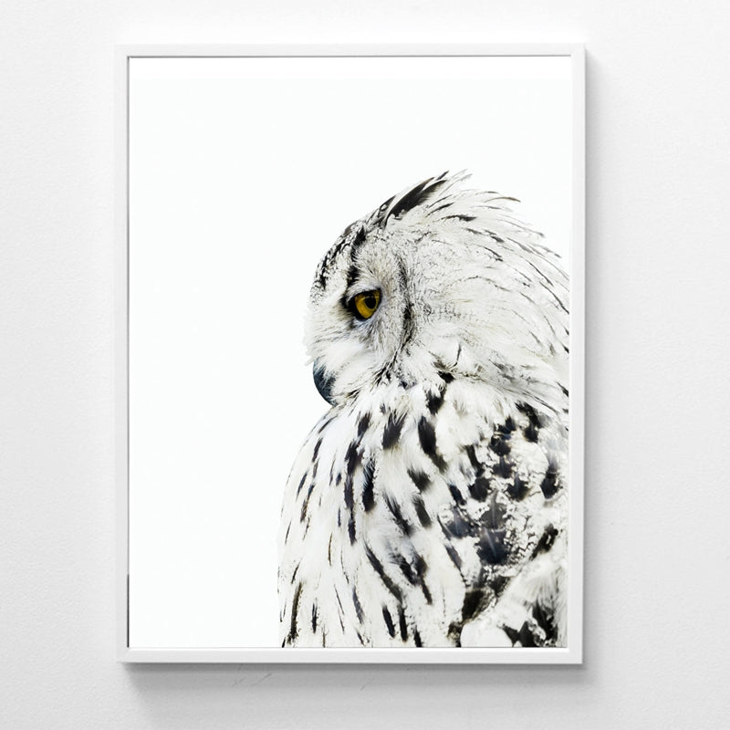 White Owl