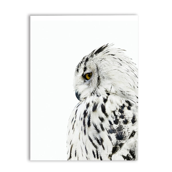 White Owl