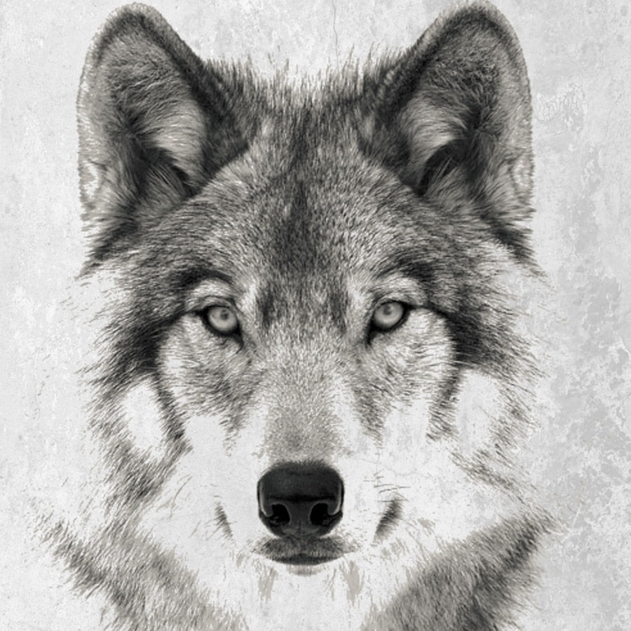 Wolf. B&W Photo