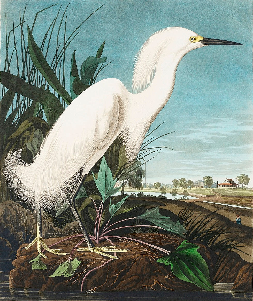 Snowy White Heron Mural Wallpaper (SqM)