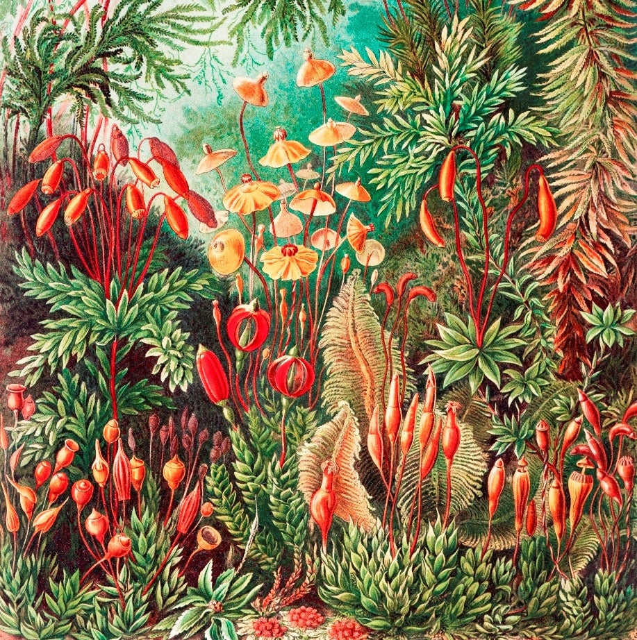 Amazon Tropical Rainforest Mural Wallpaper (SqM)