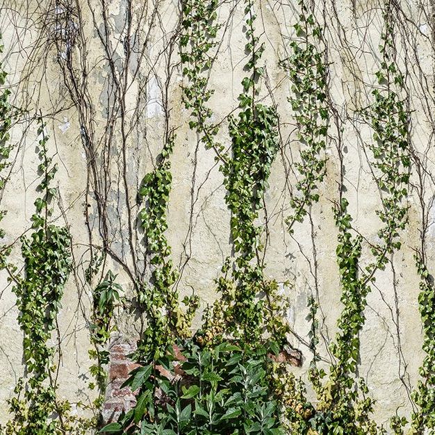Climbing Ivy Mural Wallpaper (SqM)