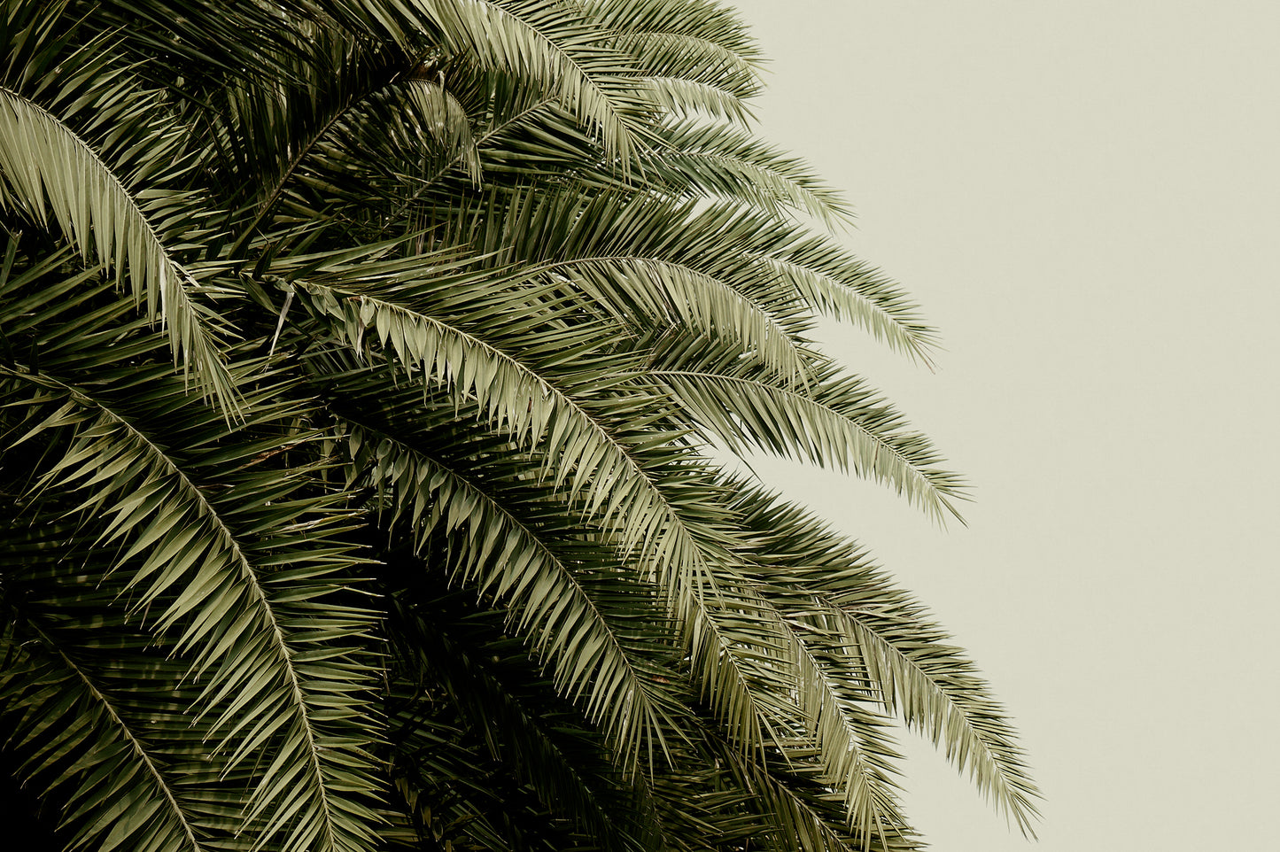 Palm Leaves Love Mural Wallpaper (SqM)