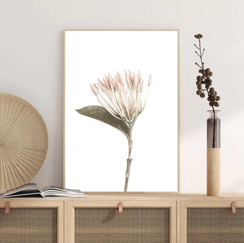 Protea Nordic Wild Flowers Canvas Print